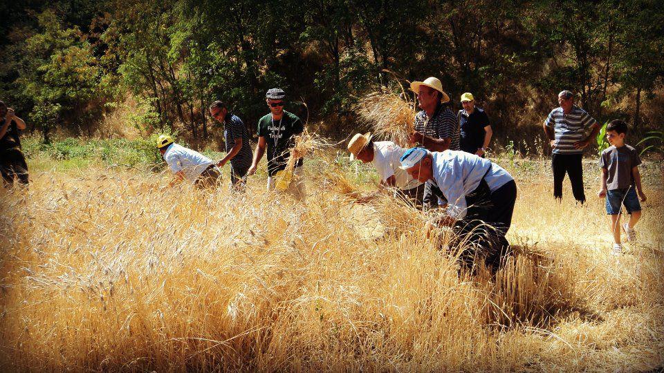 Foggia, la rabbia degli agricoltori: "Il prezzo del grano non può scendere ancora"