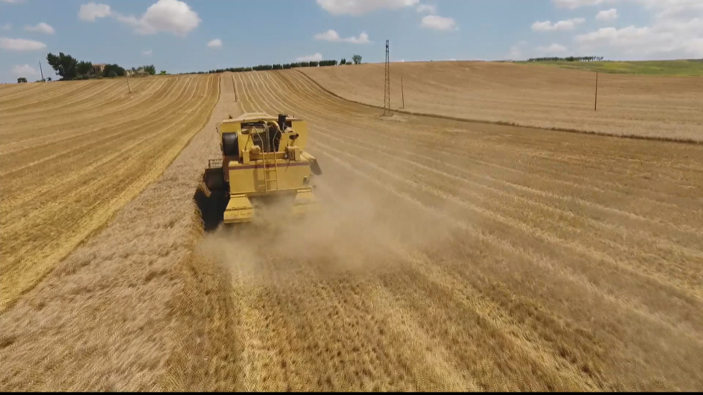 Foggia, gli agricoltori in protesta: "Vogliono abbassare ancora il prezzo del grano"