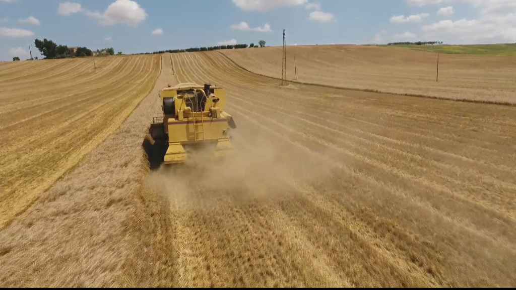 Foggia, gli agricoltori in protesta: "Vogliono abbassare ancora il prezzo del grano"
