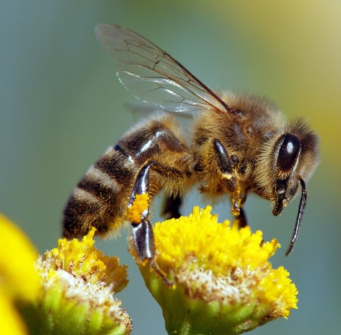 biodiversità ue agricoltori