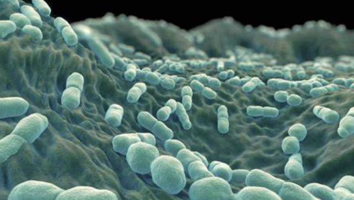 listeria richiamati lotti pecorino
